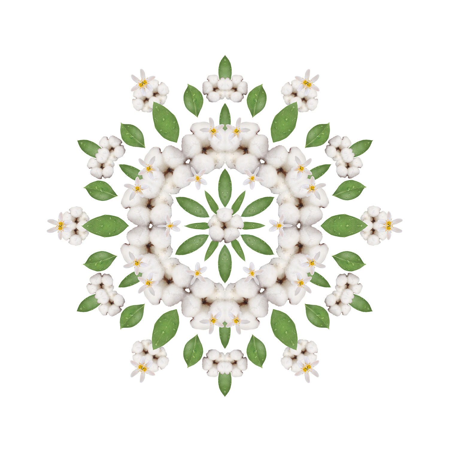 Zarte Baumwollblüte