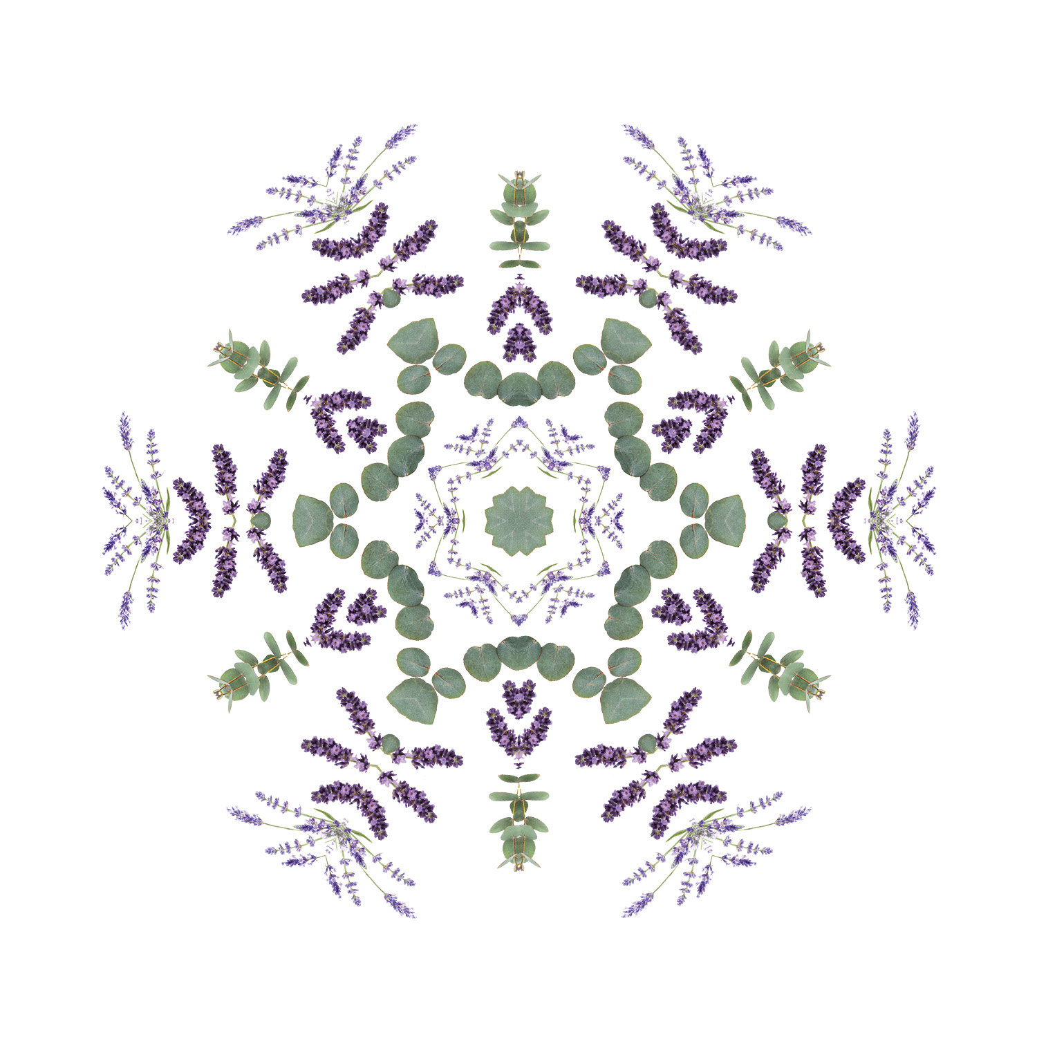 Blühende Lavendelelfelder