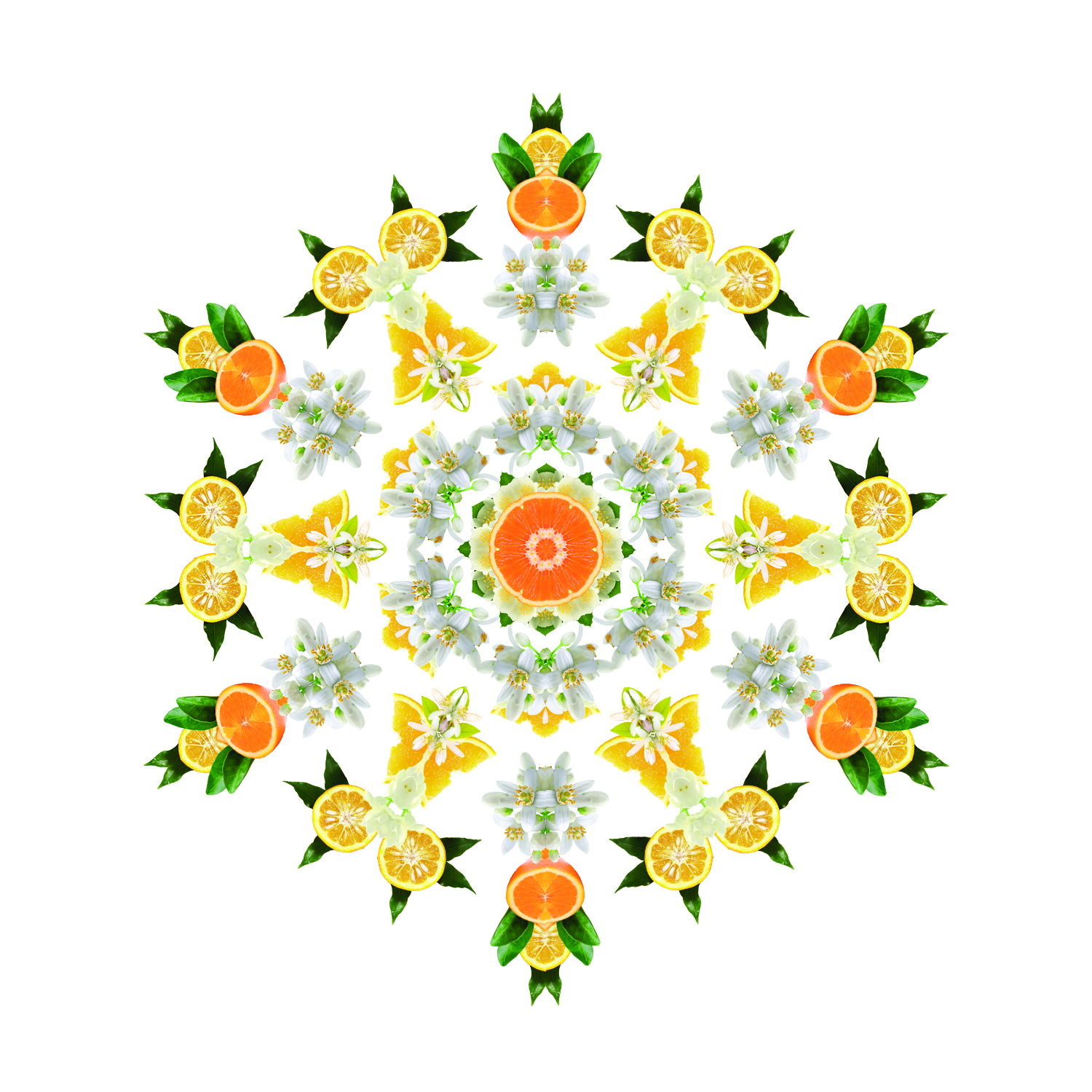 Orangenblüte