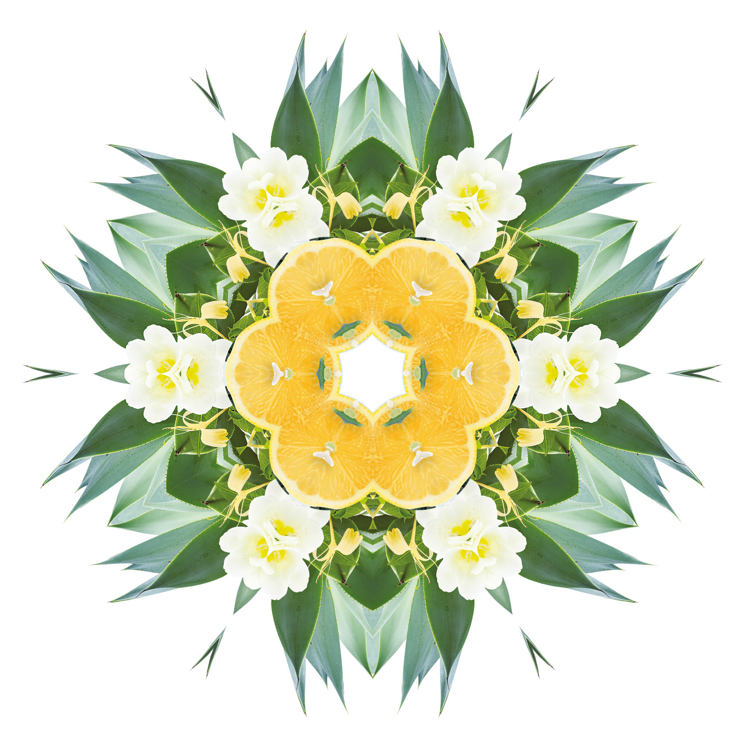 In den Agave-Gärten