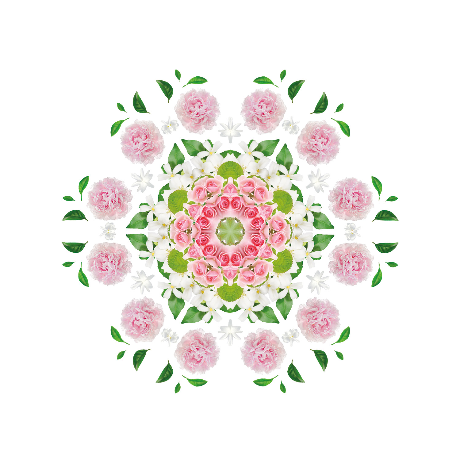 Edler Jasmin