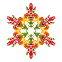 Goji-Beeren